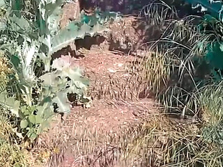 WillyAlexandruPetre video