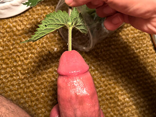 Cbt stinging nettles torturing big dick