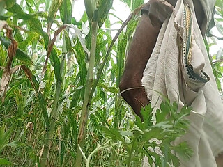 Big black hawking in the cornfield