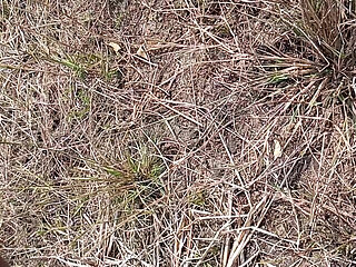 Gay Boy Outdoor Pussy Fuck Sissy Anal