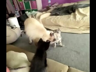 I love cats!  Mia was the best cat mom possible. I rescued her pregnant from a bad household, and she is such a ...