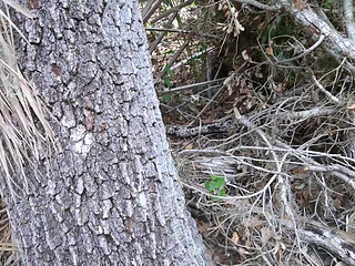 Bts Nature Walk and Masturbation on Trail