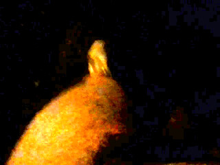 Naked on the road in front of traffic at night