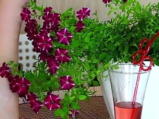 Petunia