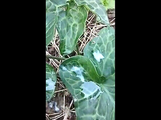 I enjoy like a hedgehog