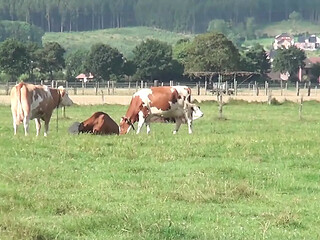 German Farmer's Granny gives a sloppy outdoor blowjob
