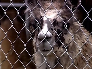 Extreme Anal Ride with Brittney Skye - Big Cock Cumshot & Blowjob in HD