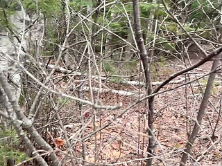 Pee Sexy on the Forest so Cool