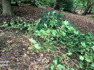 Risky Piss, Dildo, Facial, Deep-throat in the Woods