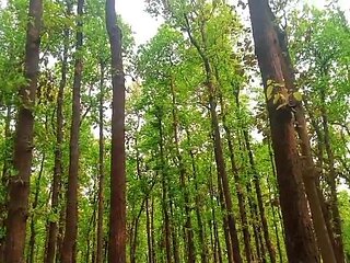 Desi Bhabhi Urineing in the Jungle