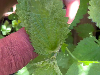 Nettle