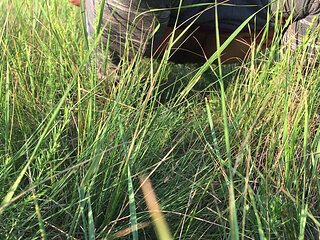 Peeing in the Grass in a Meadow