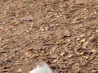 My Neighbor Is Caught Masturbating