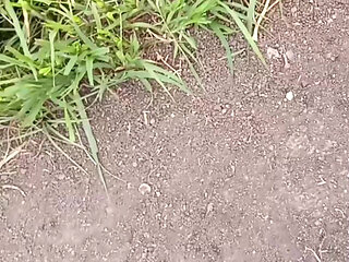 To get sister-in-law's beautiful pussy, he went from house to field to get four katwans with him, brother-in-law fucked sis