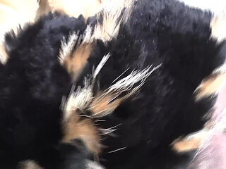 Ejaculation Training: Sniffing and Cumming on a Fur Scarf, Lady Victoria Valente