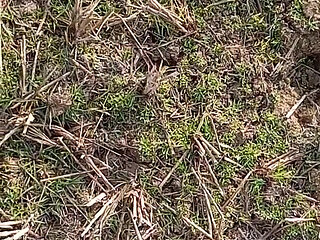 Gay Boy Outdoor Night Pussy Hole Sucking