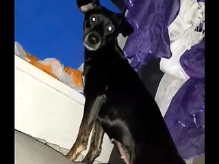 Ovovac&iacute_ video