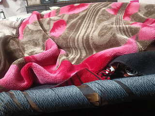 Palang Tood chudai desi bhabhi