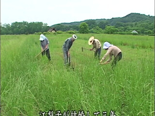 P139G02 A sad erotic drama set in the early Showa period in the suburbs of Kanto, about an only daughter of a temple and the heir to a farmer, who never end up together.