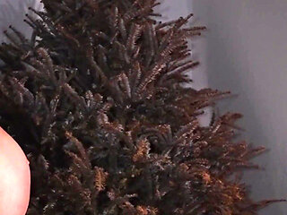 Step Mom & Daughter Play Rock Paper Scissors for Young Cock - Taboo FFM Threesome Domination