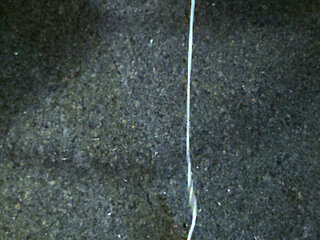 Massiv cumshot in the Hotelroom and moan a lot