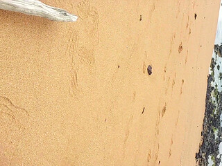Ladysilva jerking off my hot cock on the beach