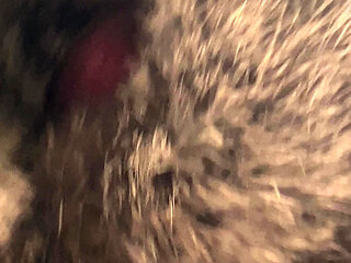 Rex rabbit fur stroke