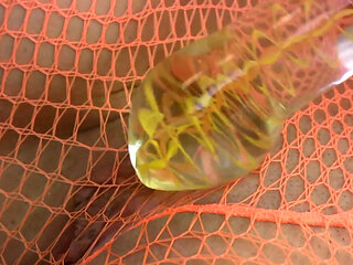 Hot teen in fishnet plays with her vibrator