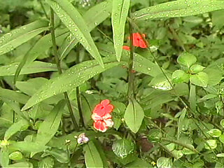 Little Anal Cream Puffs 03