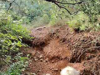 Looking for a Corner in the Forest to Get Fucked