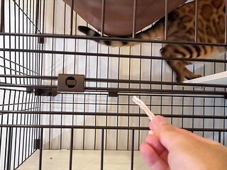 Furry babe licks cock and swallows creampie
