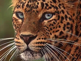 Let the Countdown Begin... Next Model Teaser