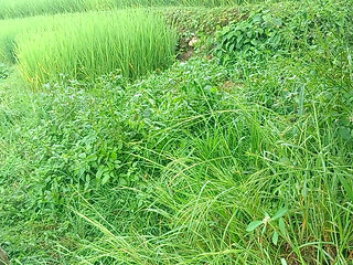 Nepali Jungle Vloge Sali Vena Sex Video