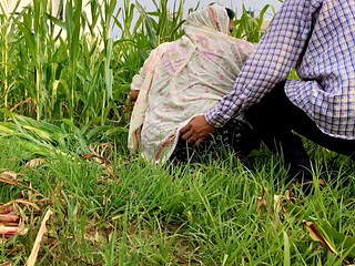 Poor Girl getting Fucked while cutting fodder in the fields.