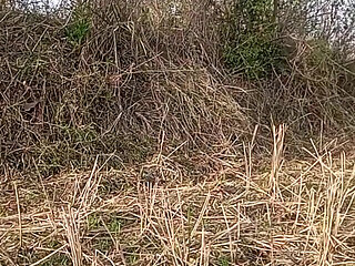 Bhabhi Gay Boy Outdoor Masterbate Pussy Hole