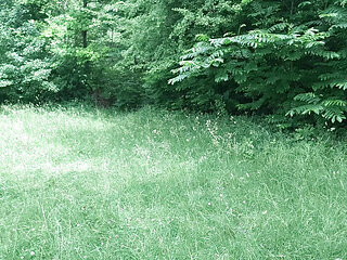 Walk in the park
