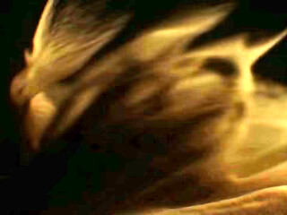 (3DXChat) Naughty Vixen Prod. Promo vid, made by xStevex