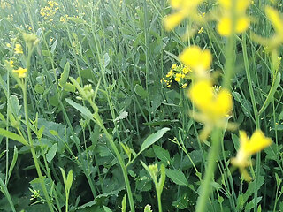 Apni madam ki chaddi se land katwaya