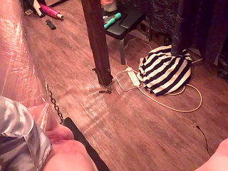 Part 1:- Lanista Bear & Lanista's Kitty