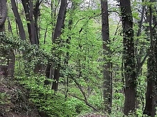 Little Naked Walk in the Forest