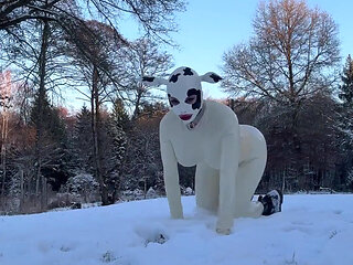 Snow Cow