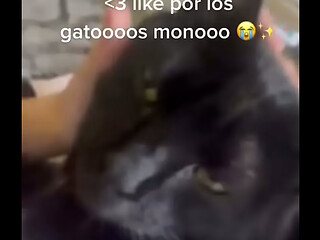 Pikamara