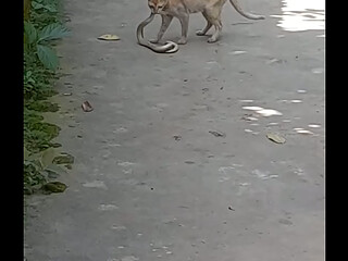 Bd