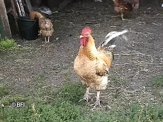 DVD - Horny sluts from Holland and Flanders